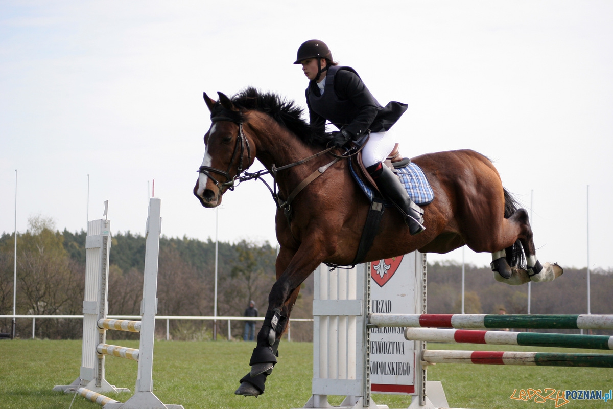 Dni Ułana - Konkurs skoków przez przeszkody 24.04.2010 r.  Foto: lepszyPOZNAN.pl / Piotr Rychter