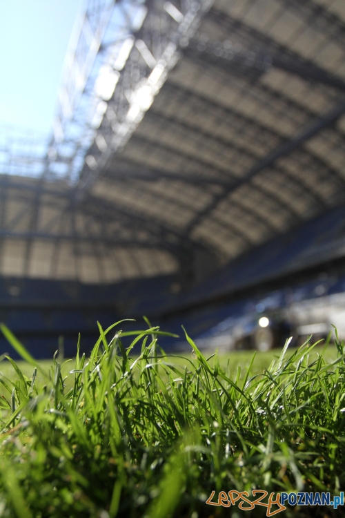 nowa murawa  Foto: KKS LECH