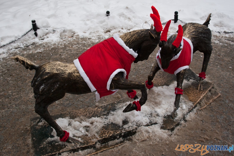 Dzieci ubierają koziołki przed Urzędem Miasta - 2010.12.10 r. Foto: Paweł Rychter Dzieci ubierają koziołki przed Urzędem Miasta - 2010.12.10 r. Foto: Paweł Rychter