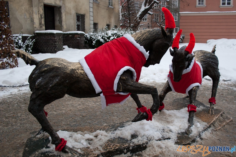 Dzieci ubierają koziołki przed Urzędem Miasta - 2010.12.10 r. Foto: Paweł Rychter Dzieci ubierają koziołki przed Urzędem Miasta - 2010.12.10 r. Foto: Paweł Rychter