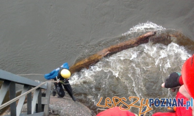 Most kolejowy na Starołęce był zagrożony! Foto: kpt. K. Bugajak Most kolejowy na Starołęce był zagrożony! Foto: kpt. K. Bugajak