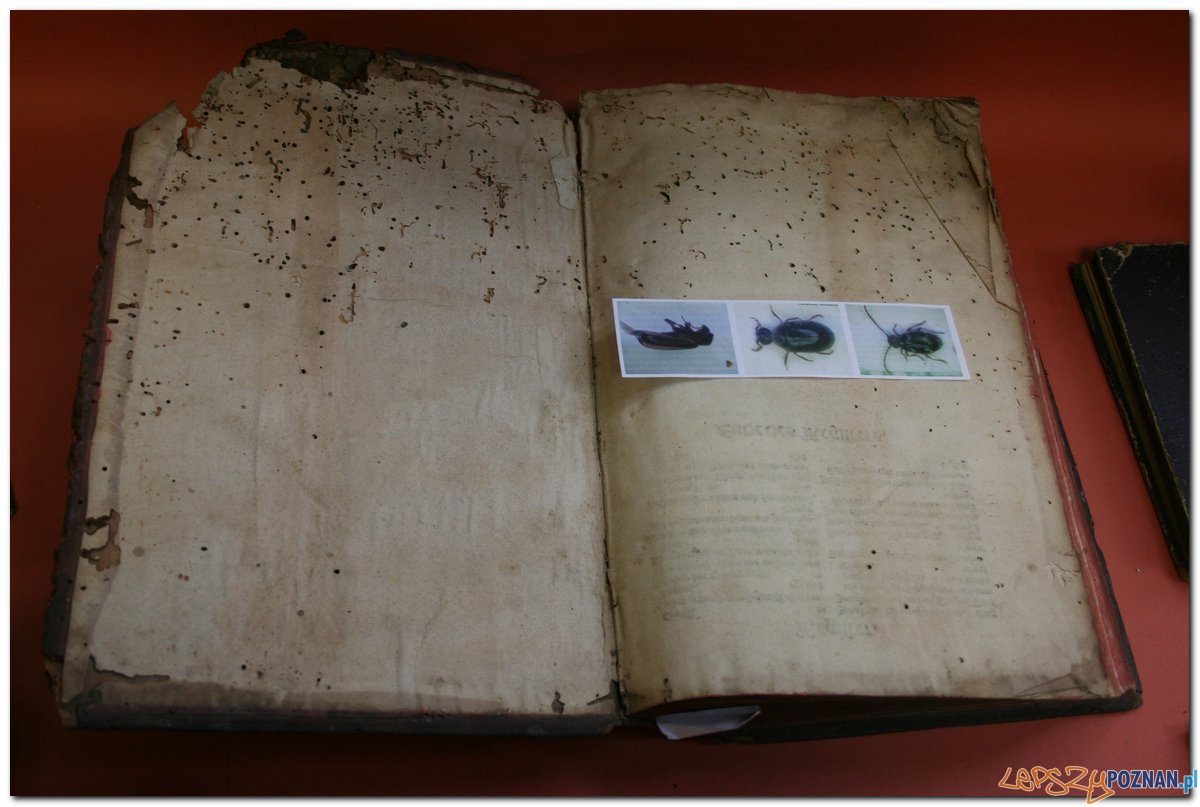 Poznański Festiwal Nauki i Sztuki Foto: Poznański Festiwal Nauki i Sztuki Poznański Festiwal Nauki i Sztuki Foto: Poznański Festiwal Nauki i Sztuki