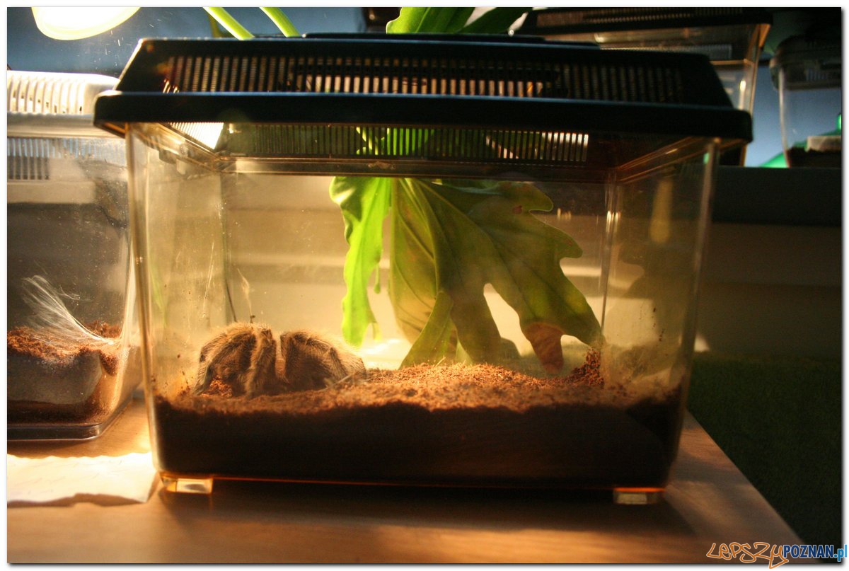 Poznański Festiwal Nauki i Sztuki Foto: Poznański Festiwal Nauki i Sztuki Poznański Festiwal Nauki i Sztuki Foto: Poznański Festiwal Nauki i Sztuki