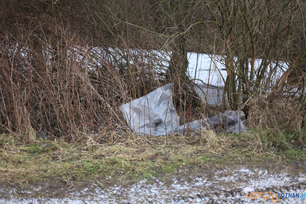 Mandaty za nielegalne składowanie śmieci Foto: Straż Miejska w Poznaniu Mandaty za nielegalne składowanie śmieci Foto: Straż Miejska w Poznaniu