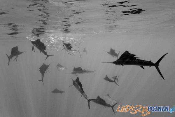 World Press Photo Foto: Reinhard Dirscherl World Press Photo Foto: Reinhard Dirscherl