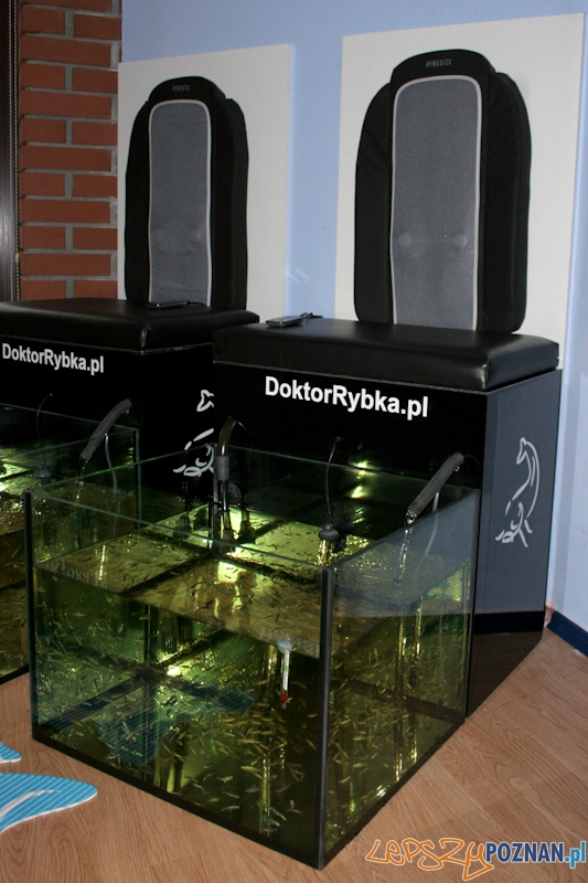 Doktor Rybka - kuracja Fish Pedding Foto: LepszyPOZNAN.pl / Paweł Rychter Doktor Rybka - kuracja Fish Pedding Foto: LepszyPOZNAN.pl / Paweł Rychter