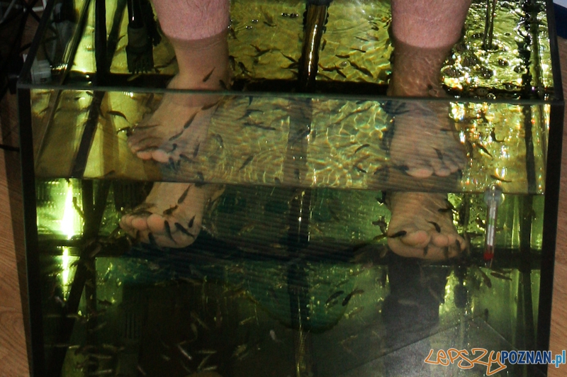 Doktor Rybka - kuracja Fish Pedding Foto: LepszyPOZNAN.pl / Paweł Rychter Doktor Rybka - kuracja Fish Pedding Foto: LepszyPOZNAN.pl / Paweł Rychter