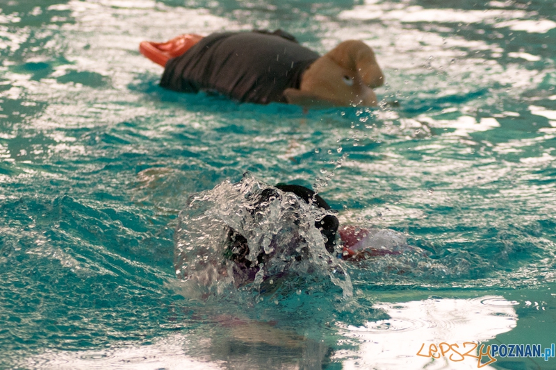 EKIDEN 2011 na AWF - 06.04.2011 r. Foto: LepszyPOZNAN.pl / Paweł Rychter EKIDEN 2011 na AWF - 06.04.2011 r. Foto: LepszyPOZNAN.pl / Paweł Rychter