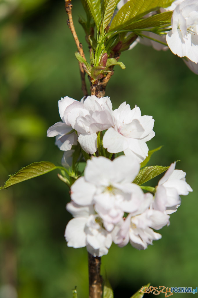 Ogród botaniczny - majówka 2011 Foto: lepszyPOZNAN.pl / Piotr Rychter Ogród botaniczny - majówka 2011 Foto: lepszyPOZNAN.pl / Piotr Rychter