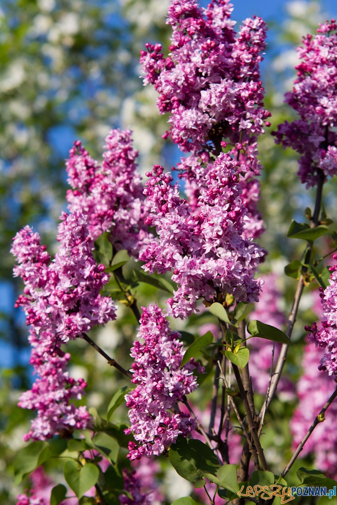 Ogród botaniczny - majówka 2011 Foto: lepszyPOZNAN.pl / Piotr Rychter Ogród botaniczny - majówka 2011 Foto: lepszyPOZNAN.pl / Piotr Rychter
