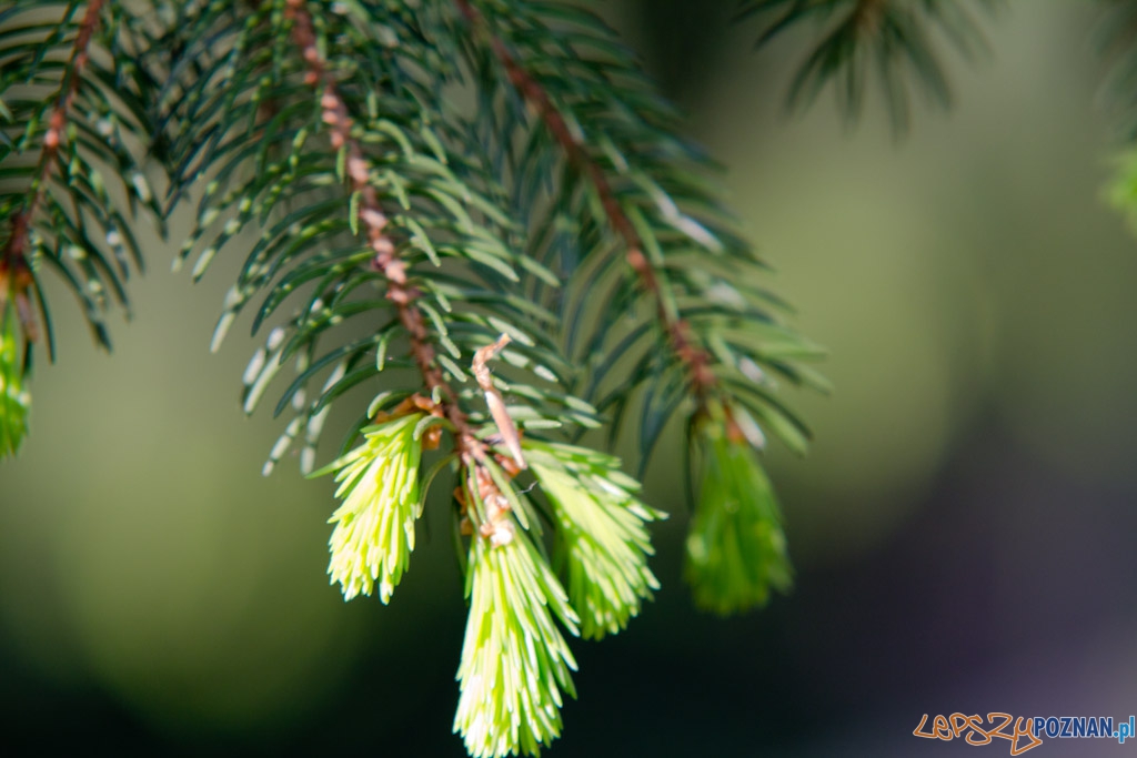 Ogród botaniczny - majówka 2011 Foto: lepszyPOZNAN.pl / Piotr Rychter Ogród botaniczny - majówka 2011 Foto: lepszyPOZNAN.pl / Piotr Rychter