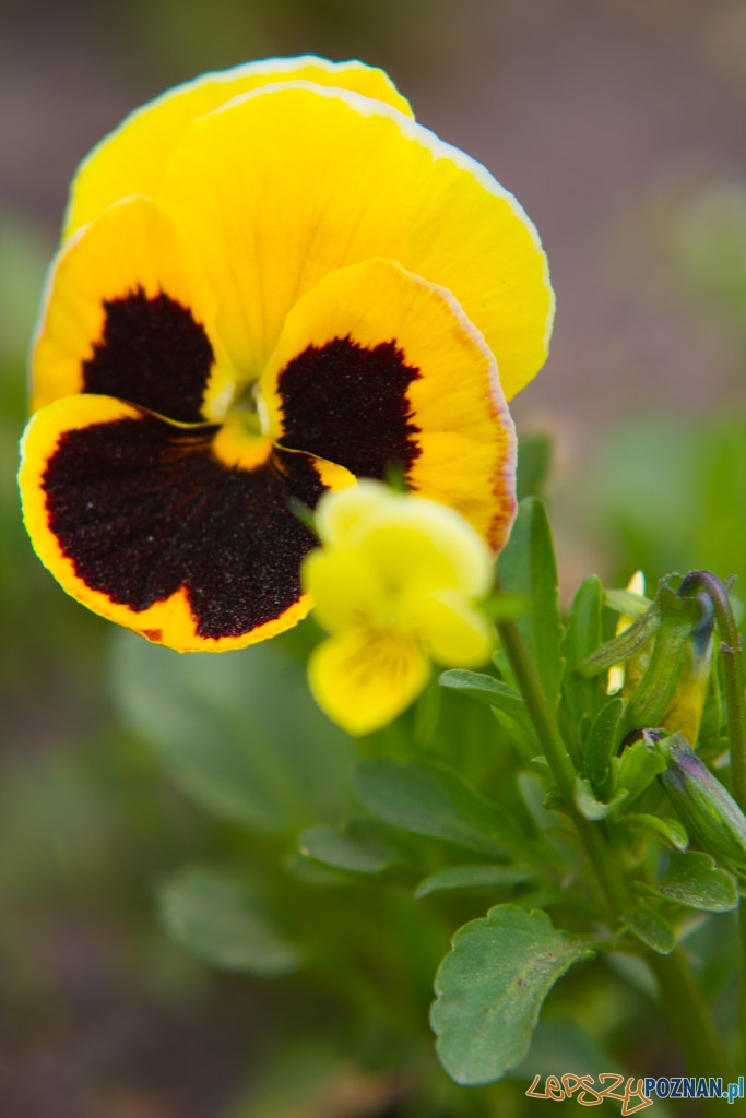 Ogród botaniczny - majówka 2011 Foto: lepszyPOZNAN.pl / Piotr Rychter Ogród botaniczny - majówka 2011 Foto: lepszyPOZNAN.pl / Piotr Rychter