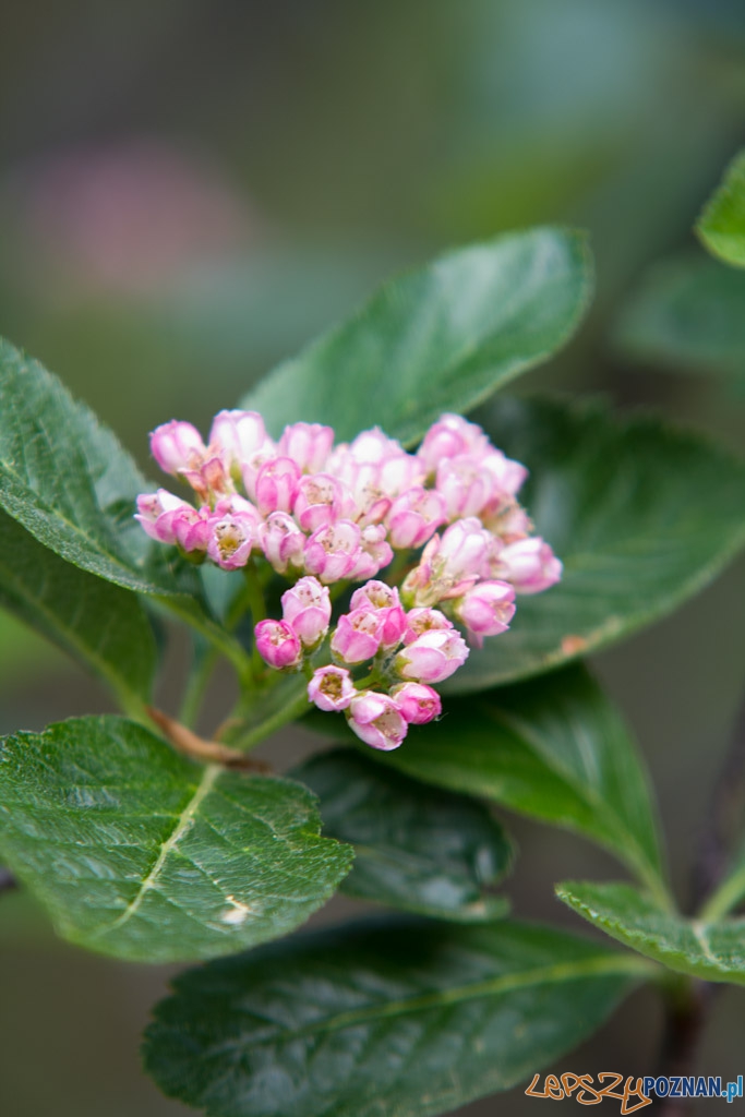 Ogród botaniczny - majówka 2011 Foto: lepszyPOZNAN.pl / Piotr Rychter Ogród botaniczny - majówka 2011 Foto: lepszyPOZNAN.pl / Piotr Rychter