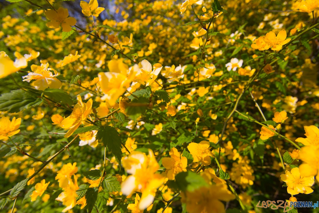 Ogród botaniczny - majówka 2011 Foto: lepszyPOZNAN.pl / Piotr Rychter Ogród botaniczny - majówka 2011 Foto: lepszyPOZNAN.pl / Piotr Rychter