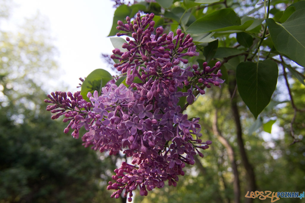 Ogród botaniczny - majówka 2011 Foto: lepszyPOZNAN.pl / Piotr Rychter Ogród botaniczny - majówka 2011 Foto: lepszyPOZNAN.pl / Piotr Rychter
