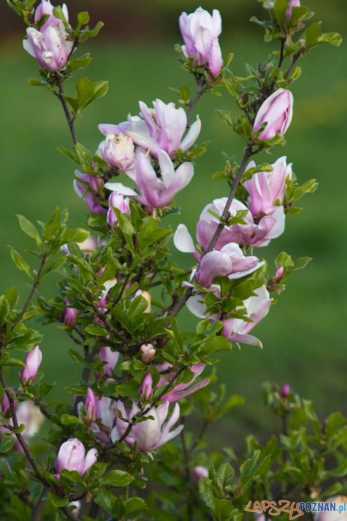Ogród botaniczny - majówka 2011 Foto: lepszyPOZNAN.pl / Piotr Rychter Ogród botaniczny - majówka 2011 Foto: lepszyPOZNAN.pl / Piotr Rychter