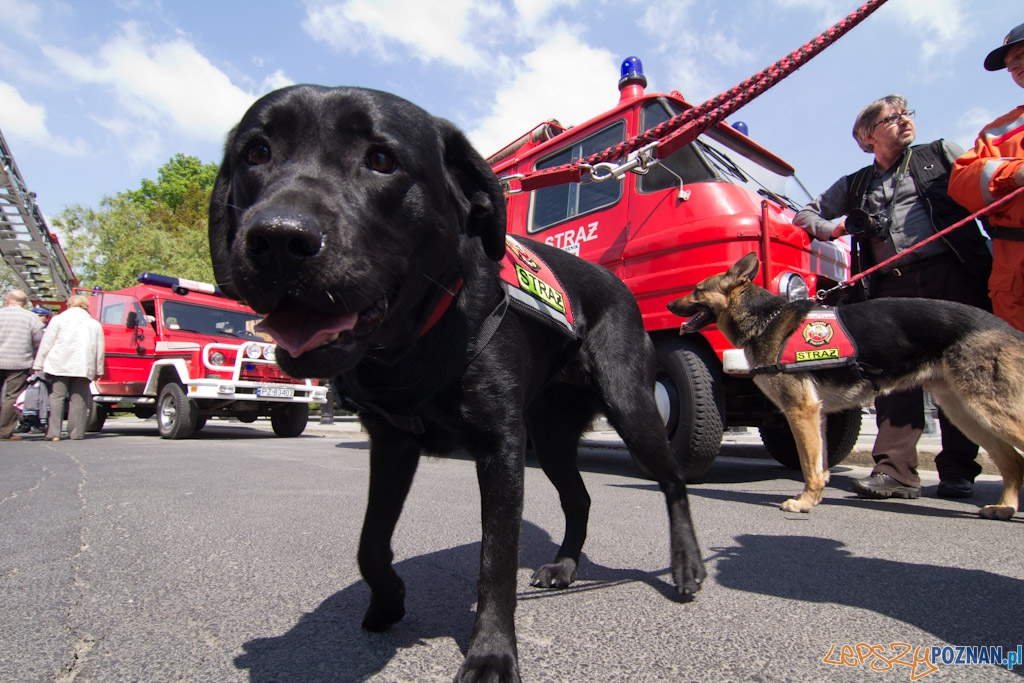 Dzień Strażaka Foto: lepszyPOZNAN.pl / Piotr Rychter Dzień Strażaka Foto: lepszyPOZNAN.pl / Piotr Rychter
