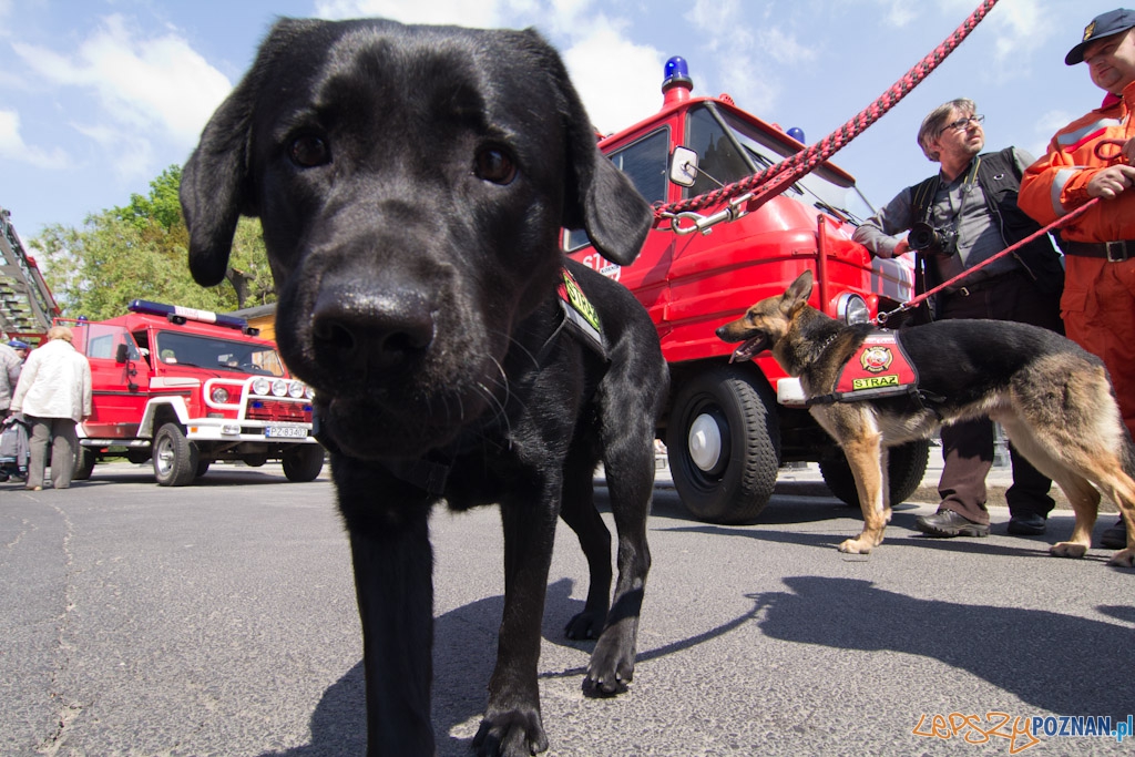 Dzień Strażaka Foto: lepszyPOZNAN.pl / Piotr Rychter Dzień Strażaka Foto: lepszyPOZNAN.pl / Piotr Rychter