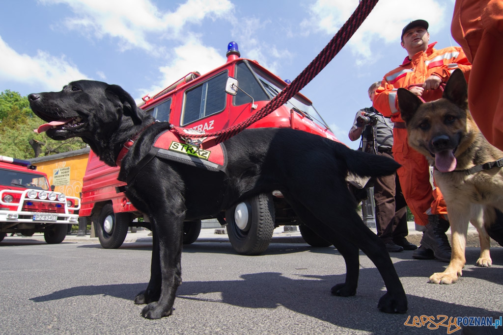 Dzień Strażaka Foto: lepszyPOZNAN.pl / Piotr Rychter Dzień Strażaka Foto: lepszyPOZNAN.pl / Piotr Rychter
