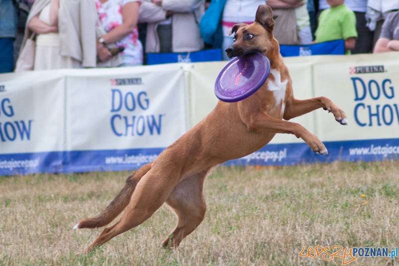 Dog Chow Disc Cup Poznań 2011 - 19.06.2011 r. Foto: LepszyPOZNAN.pl / Paweł Rychter Dog Chow Disc Cup Poznań 2011 - 19.06.2011 r. Foto: LepszyPOZNAN.pl / Paweł Rychter