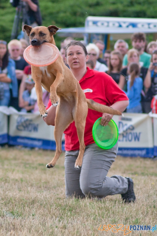 Dog Chow Disc Cup Poznań 2011 - 19.06.2011 r. Foto: LepszyPOZNAN.pl / Paweł Rychter Dog Chow Disc Cup Poznań 2011 - 19.06.2011 r. Foto: LepszyPOZNAN.pl / Paweł Rychter