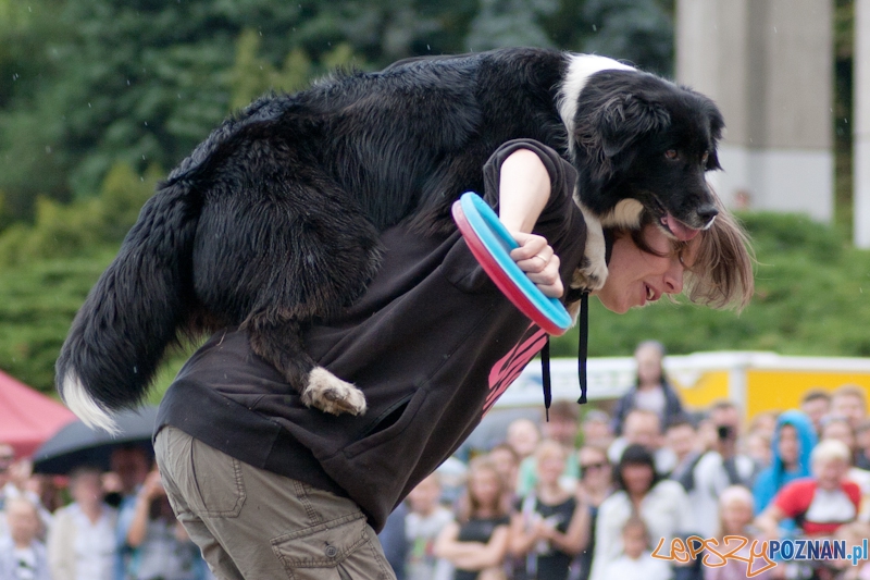 Dog Chow Disc Cup Poznań 2011 - 19.06.2011 r. Foto: LepszyPOZNAN.pl / Paweł Rychter Dog Chow Disc Cup Poznań 2011 - 19.06.2011 r. Foto: LepszyPOZNAN.pl / Paweł Rychter