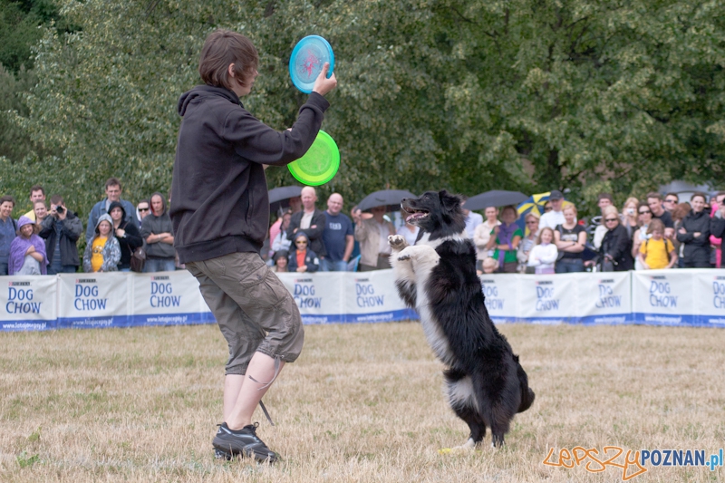 Dog Chow Disc Cup Poznań 2011 - 19.06.2011 r. Foto: LepszyPOZNAN.pl / Paweł Rychter Dog Chow Disc Cup Poznań 2011 - 19.06.2011 r. Foto: LepszyPOZNAN.pl / Paweł Rychter