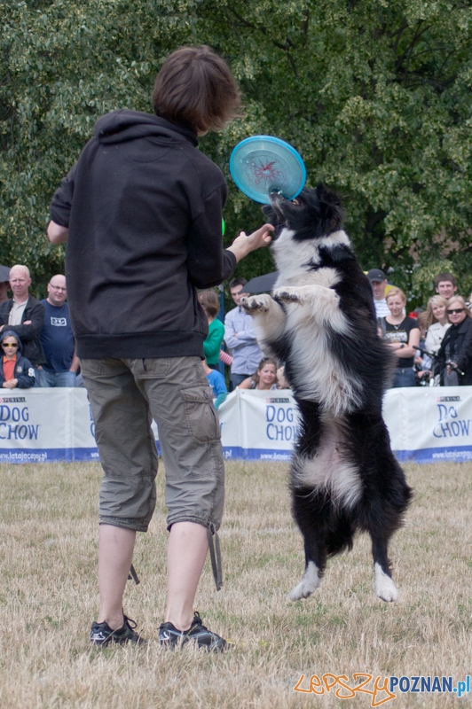 Dog Chow Disc Cup PoznaÅ 2011 - 19.06.2011 r. Foto: LepszyPOZNAN.pl / PaweÅ Rychter Dog Chow Disc Cup PoznaÅ 2011 - 19.06.2011 r. Foto: LepszyPOZNAN.pl / PaweÅ Rychter