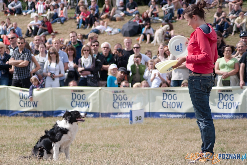 Dog Chow Disc Cup Poznań 2011 - 19.06.2011 r. Foto: LepszyPOZNAN.pl / Paweł Rychter Dog Chow Disc Cup Poznań 2011 - 19.06.2011 r. Foto: LepszyPOZNAN.pl / Paweł Rychter