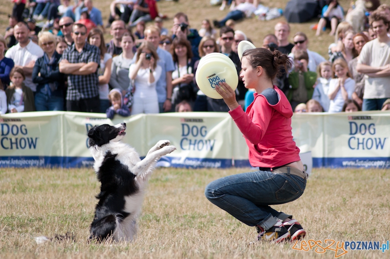 Dog Chow Disc Cup Poznań 2011 - 19.06.2011 r. Foto: LepszyPOZNAN.pl / Paweł Rychter Dog Chow Disc Cup Poznań 2011 - 19.06.2011 r. Foto: LepszyPOZNAN.pl / Paweł Rychter