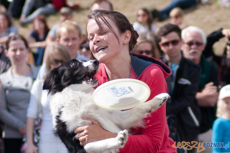 Dog Chow Disc Cup Poznań 2011 - 19.06.2011 r. Foto: LepszyPOZNAN.pl / Paweł Rychter Dog Chow Disc Cup Poznań 2011 - 19.06.2011 r. Foto: LepszyPOZNAN.pl / Paweł Rychter