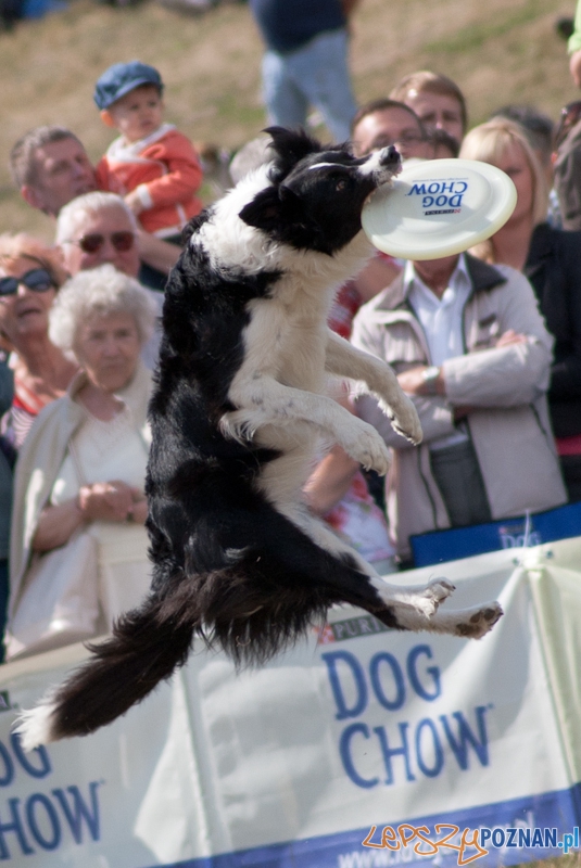 Dog Chow Disc Cup Poznań 2011 - 19.06.2011 r. Foto: LepszyPOZNAN.pl / Paweł Rychter Dog Chow Disc Cup Poznań 2011 - 19.06.2011 r. Foto: LepszyPOZNAN.pl / Paweł Rychter