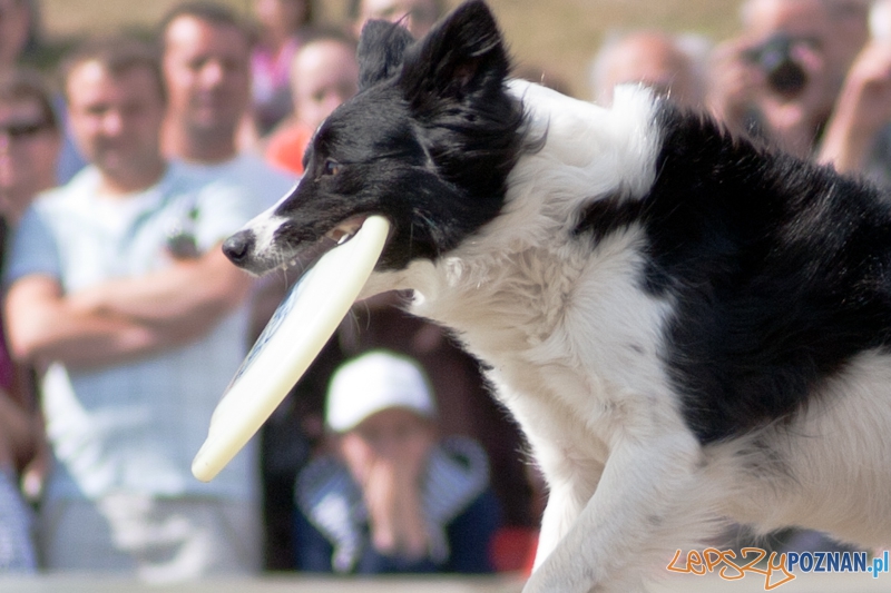 Dog Chow Disc Cup Poznań 2011 - 19.06.2011 r. Foto: LepszyPOZNAN.pl / Paweł Rychter Dog Chow Disc Cup Poznań 2011 - 19.06.2011 r. Foto: LepszyPOZNAN.pl / Paweł Rychter
