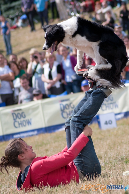Dog Chow Disc Cup Poznań 2011 - 19.06.2011 r. Foto: LepszyPOZNAN.pl / Paweł Rychter Dog Chow Disc Cup Poznań 2011 - 19.06.2011 r. Foto: LepszyPOZNAN.pl / Paweł Rychter