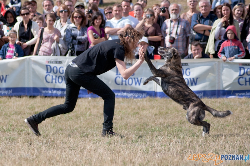 Dog Chow Disc Cup Poznań 2011 - 19.06.2011 r. Foto: LepszyPOZNAN.pl / Paweł Rychter Dog Chow Disc Cup Poznań 2011 - 19.06.2011 r. Foto: LepszyPOZNAN.pl / Paweł Rychter