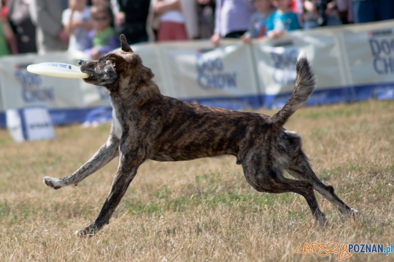 Dog Chow Disc Cup Poznań 2011 - 19.06.2011 r. Foto: LepszyPOZNAN.pl / Paweł Rychter Dog Chow Disc Cup Poznań 2011 - 19.06.2011 r. Foto: LepszyPOZNAN.pl / Paweł Rychter