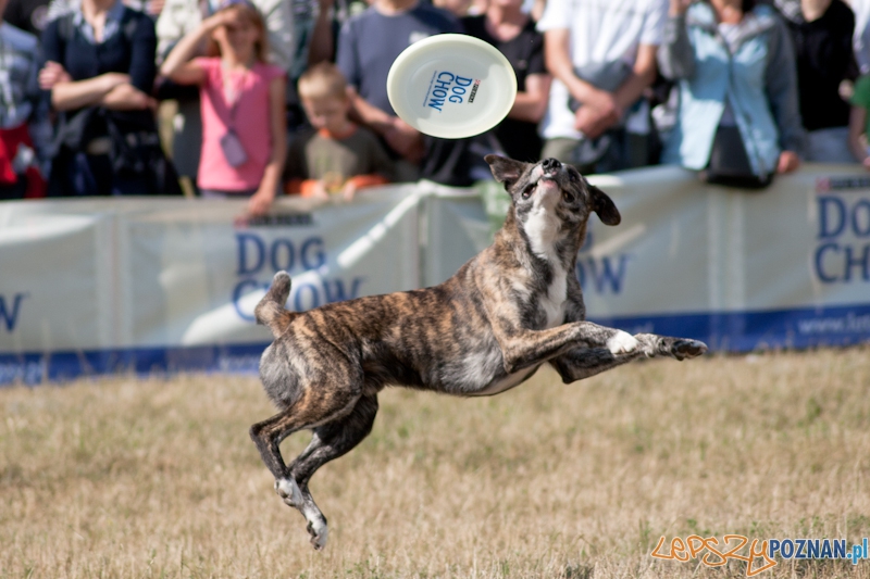 Dog Chow Disc Cup Poznań 2011 - 19.06.2011 r. Foto: LepszyPOZNAN.pl / Paweł Rychter Dog Chow Disc Cup Poznań 2011 - 19.06.2011 r. Foto: LepszyPOZNAN.pl / Paweł Rychter