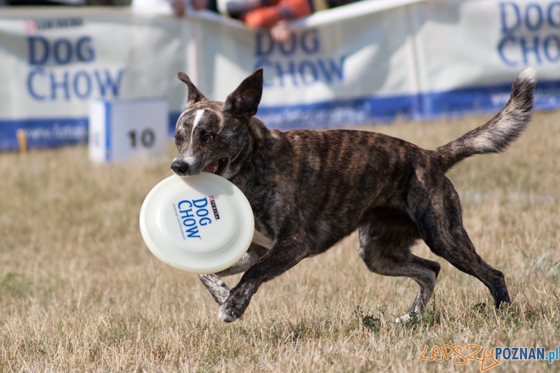 Dog Chow Disc Cup Poznań 2011 - 19.06.2011 r. Foto: LepszyPOZNAN.pl / Paweł Rychter Dog Chow Disc Cup Poznań 2011 - 19.06.2011 r. Foto: LepszyPOZNAN.pl / Paweł Rychter