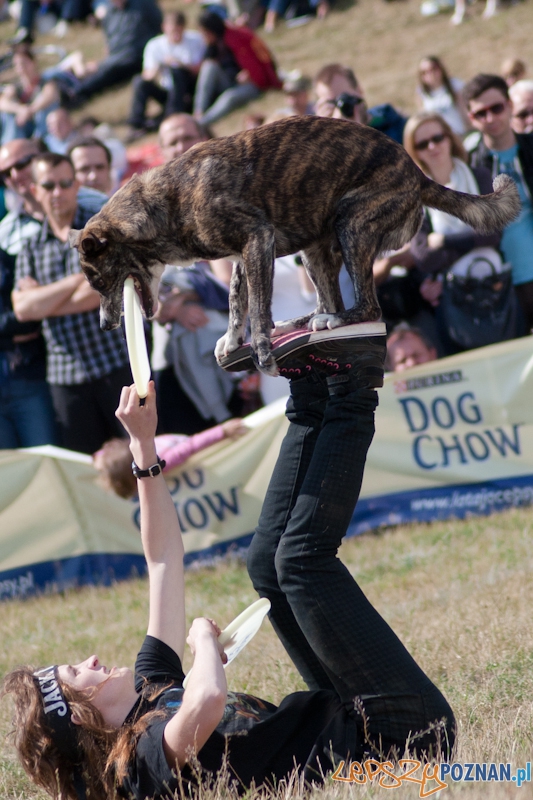 Dog Chow Disc Cup Poznań 2011 - 19.06.2011 r. Foto: LepszyPOZNAN.pl / Paweł Rychter Dog Chow Disc Cup Poznań 2011 - 19.06.2011 r. Foto: LepszyPOZNAN.pl / Paweł Rychter