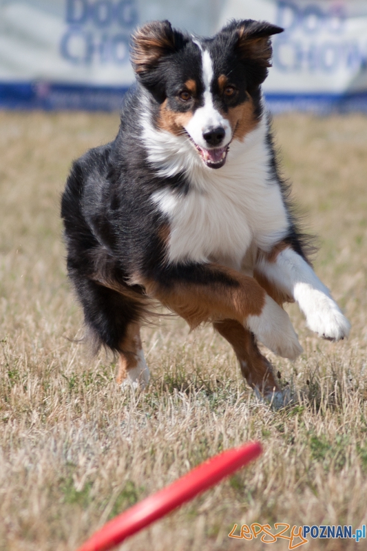 Dog Chow Disc Cup Poznań 2011 - 19.06.2011 r. Foto: LepszyPOZNAN.pl / Paweł Rychter Dog Chow Disc Cup Poznań 2011 - 19.06.2011 r. Foto: LepszyPOZNAN.pl / Paweł Rychter