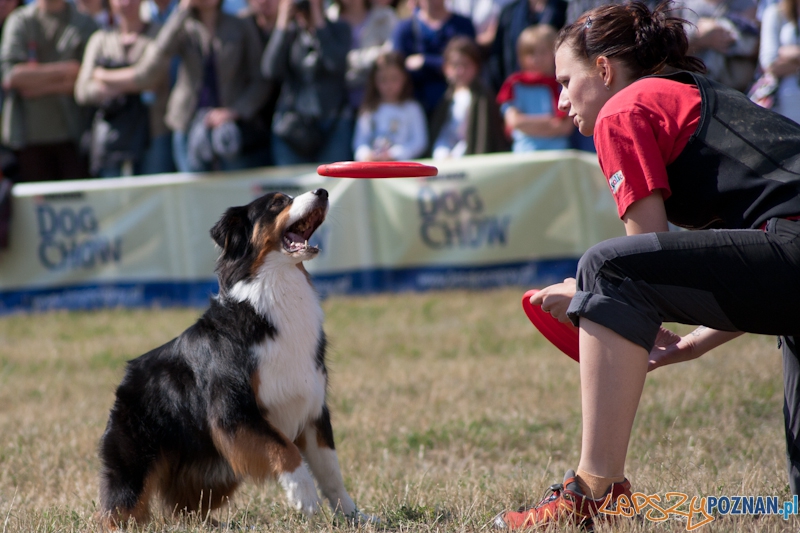 Dog Chow Disc Cup Poznań 2011 - 19.06.2011 r. Foto: LepszyPOZNAN.pl / Paweł Rychter Dog Chow Disc Cup Poznań 2011 - 19.06.2011 r. Foto: LepszyPOZNAN.pl / Paweł Rychter