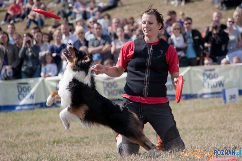 Dog Chow Disc Cup Poznań 2011 - 19.06.2011 r. Foto: LepszyPOZNAN.pl / Paweł Rychter Dog Chow Disc Cup Poznań 2011 - 19.06.2011 r. Foto: LepszyPOZNAN.pl / Paweł Rychter