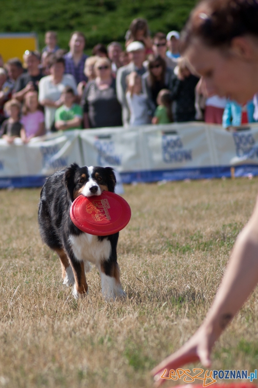Dog Chow Disc Cup Poznań 2011 - 19.06.2011 r. Foto: LepszyPOZNAN.pl / Paweł Rychter Dog Chow Disc Cup Poznań 2011 - 19.06.2011 r. Foto: LepszyPOZNAN.pl / Paweł Rychter