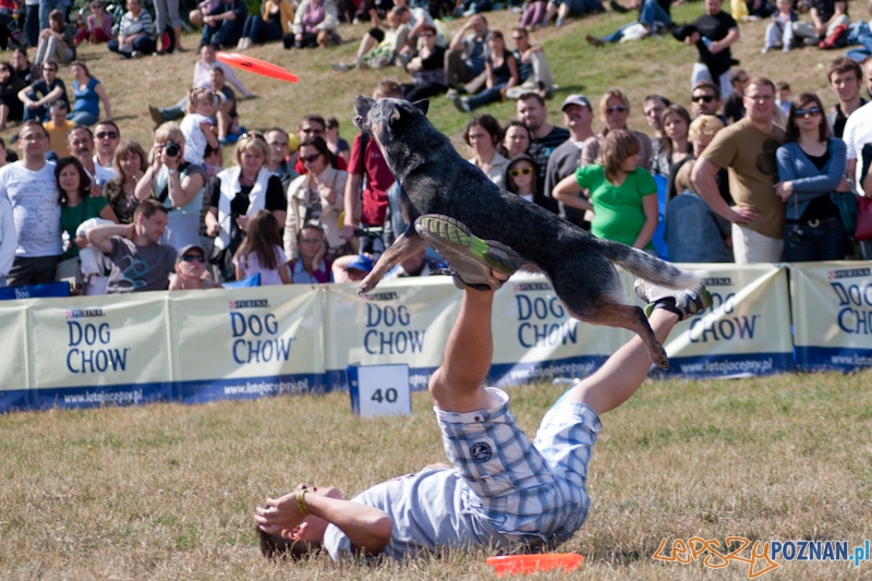 Dog Chow Disc Cup Poznań 2011 - 19.06.2011 r. Foto: LepszyPOZNAN.pl / Paweł Rychter Dog Chow Disc Cup Poznań 2011 - 19.06.2011 r. Foto: LepszyPOZNAN.pl / Paweł Rychter