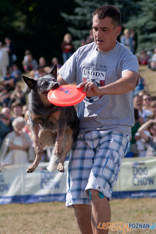Dog Chow Disc Cup Poznań 2011 - 19.06.2011 r. Foto: LepszyPOZNAN.pl / Paweł Rychter Dog Chow Disc Cup Poznań 2011 - 19.06.2011 r. Foto: LepszyPOZNAN.pl / Paweł Rychter