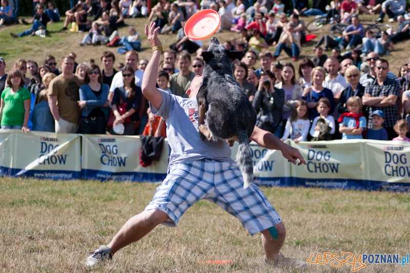 Dog Chow Disc Cup Poznań 2011 - 19.06.2011 r. Foto: LepszyPOZNAN.pl / Paweł Rychter Dog Chow Disc Cup Poznań 2011 - 19.06.2011 r. Foto: LepszyPOZNAN.pl / Paweł Rychter