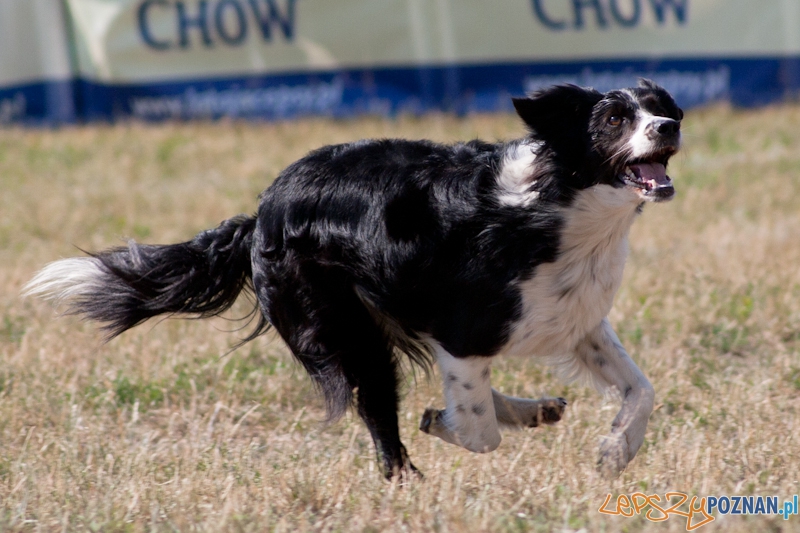 Dog Chow Disc Cup Poznań 2011 - 19.06.2011 r. Foto: LepszyPOZNAN.pl / Paweł Rychter Dog Chow Disc Cup Poznań 2011 - 19.06.2011 r. Foto: LepszyPOZNAN.pl / Paweł Rychter