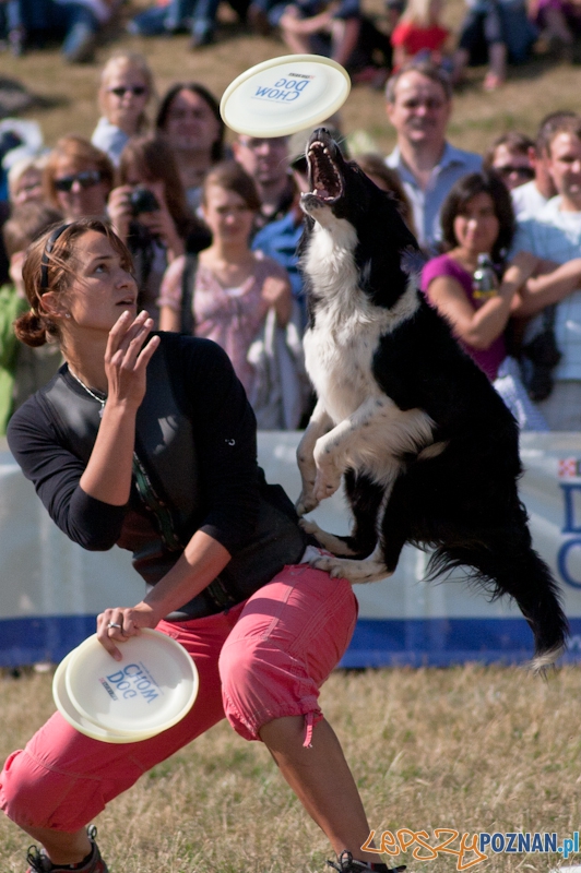 Dog Chow Disc Cup Poznań 2011 - 19.06.2011 r. Foto: LepszyPOZNAN.pl / Paweł Rychter Dog Chow Disc Cup Poznań 2011 - 19.06.2011 r. Foto: LepszyPOZNAN.pl / Paweł Rychter