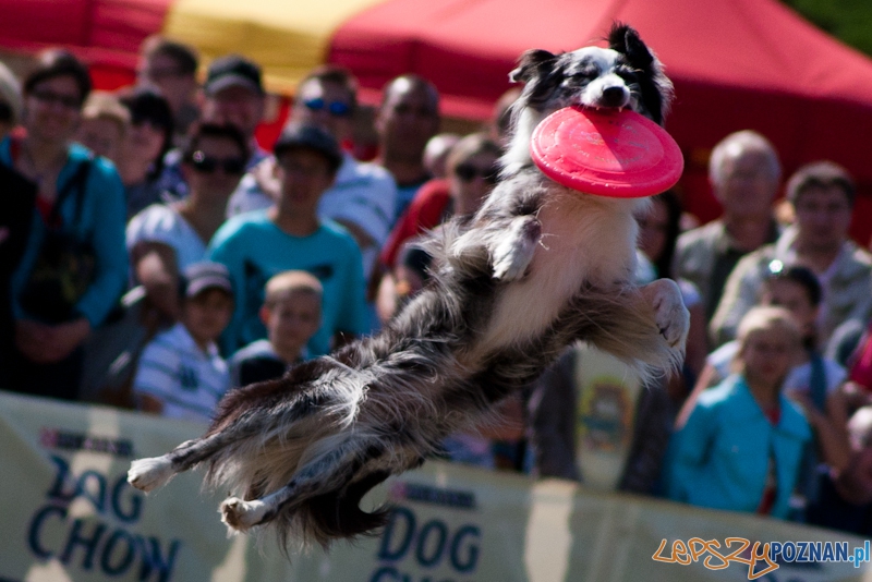 Dog Chow Disc Cup Poznań 2011 - 19.06.2011 r. Foto: LepszyPOZNAN.pl / Paweł Rychter Dog Chow Disc Cup Poznań 2011 - 19.06.2011 r. Foto: LepszyPOZNAN.pl / Paweł Rychter