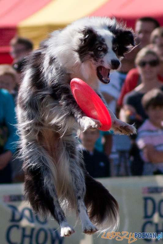Dog Chow Disc Cup Poznań 2011 - 19.06.2011 r. Foto: LepszyPOZNAN.pl / Paweł Rychter Dog Chow Disc Cup Poznań 2011 - 19.06.2011 r. Foto: LepszyPOZNAN.pl / Paweł Rychter